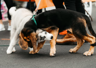 dogs at the Grandview block party